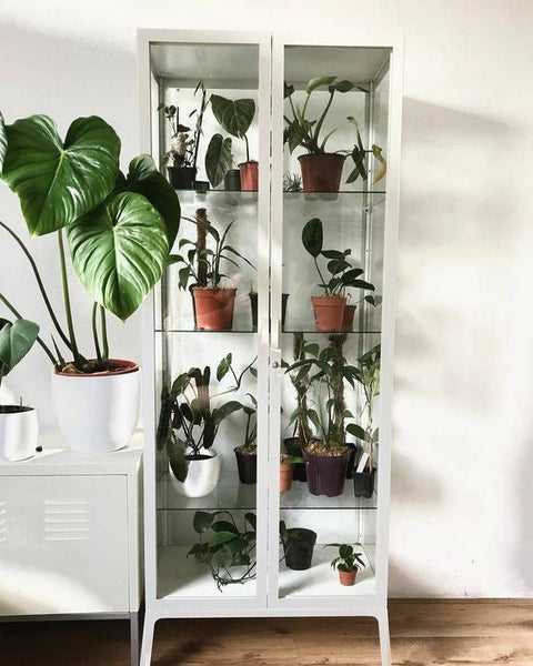 Glass-Door Display Cabinet (White, 73 × 175 cm)